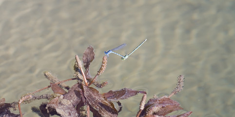 Reproduction de libellules