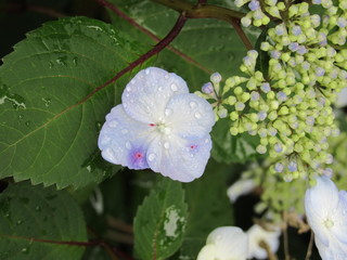 Blue and white hydrangeas with water droplets on the petals and leaves