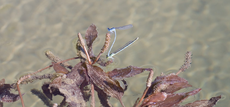 Reproduction de libellules