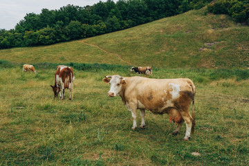 Fototapeta na wymiar Grazing cows on green grass pasture