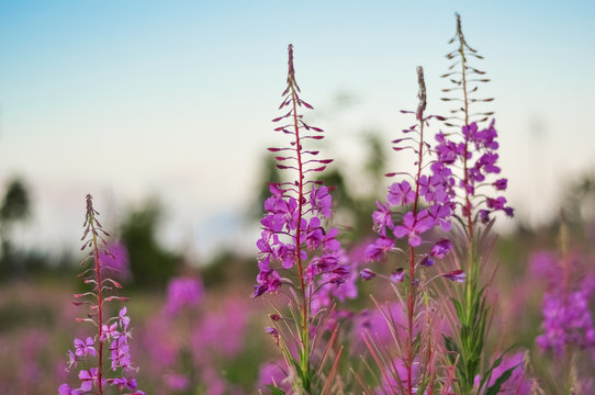 Pink Ivan Tea or blooming Sally in the field. Willow-herb at sunset. Nature landscape.