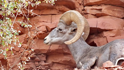Desert bighorn sheep on a mountainside in the Grand Canyon. 