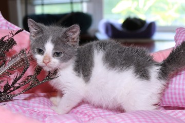 GRAY AND WHITE KITTEN