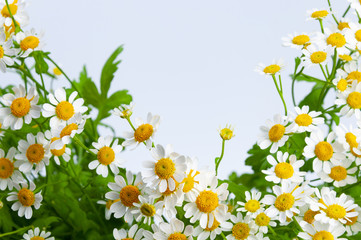 Many white flowering chamomiles