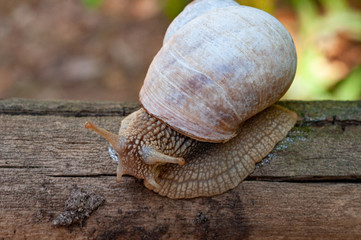 The snail crawls on a wooden stick