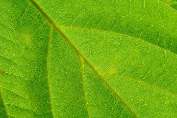 Texture of green leaf, close-up