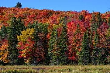 Obraz premium Scenic fall view of colorful forest, Ontario, Canada 