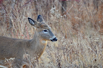Wild White tailed deer posing in fall meadow