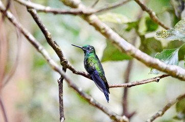 Green-crowned Brilliant Hummingbird - male