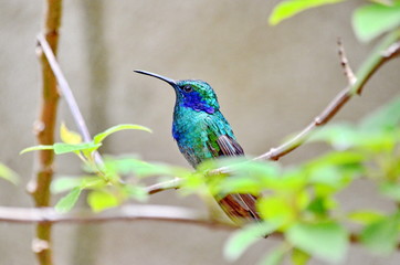 Lesser violetear hummingbird 