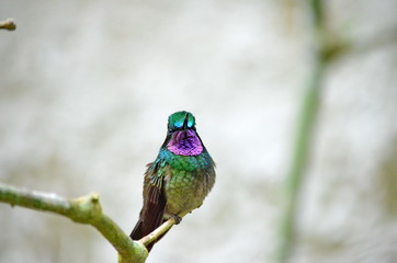 Purple-Throated Mountain Gem Hummingbird - male