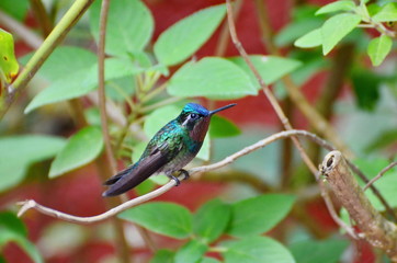 Purple-Throated Mountain Gem Hummingbird - male