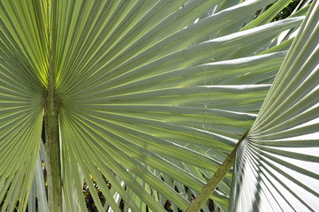 Silver tropical palm leaves