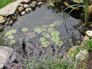 A man made Koi fish pond with lily pads and other plants  