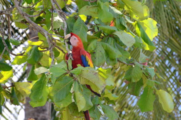 Scarlet Macaw in the wild, Costa Rica