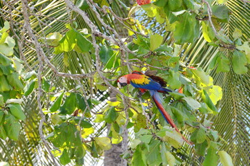 Scarlet Macaw in the wild, Costa Rica