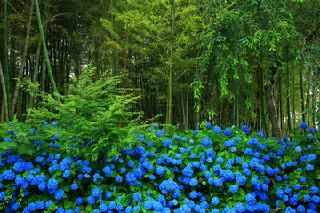 秋田県男鹿市　雲昌寺の紫陽花