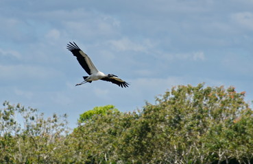 Fototapeta na wymiar Wood stork flying
