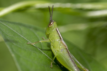 Grass hopper - Green