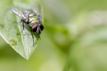 Green Bottle Fly 
