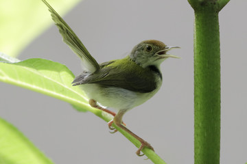 Common Tailorbird