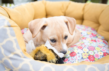 Obraz premium Mixed Breed Tan Colored Puppy Relaxing in Bed Outside