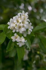Close-ups of flowers Murraya paniculata.