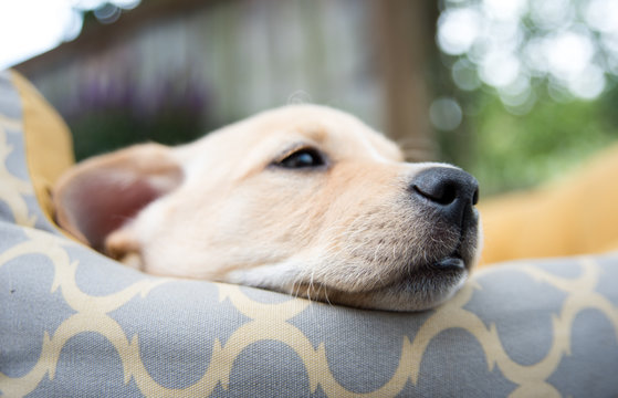 Adorable Young Puppy Playing on Blanket