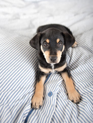 Adorable Black and Tan Puppy Relaxing on Human Bed © Anna Hoychuk