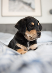 Adorable Black and Tan Puppy Relaxing on Human Bed