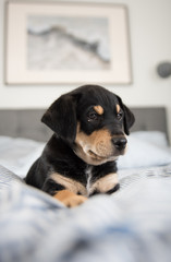 Adorable Black and Tan Puppy Relaxing on Human Bed