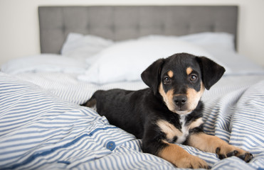 Adorable Black and Tan Puppy Relaxing on Human Bed © Anna Hoychuk