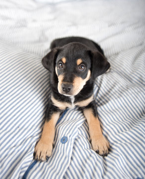 Adorable Black and Tan Puppy Relaxing on Human Bed