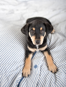 Adorable Black and Tan Puppy Relaxing on Human Bed