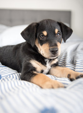 Adorable Black and Tan Puppy Relaxing on Human Bed