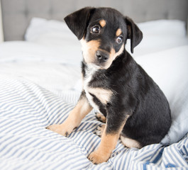 Adorable Black and Tan Puppy Relaxing on Human Bed