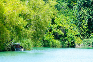 Trees on Lake