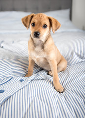Adorable Puppy Relaxing on Human Bed © Anna Hoychuk