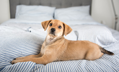 Adorable Puppy Relaxing on Human Bed
