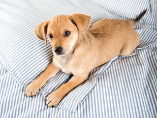 Adorable Puppy Relaxing on Human Bed