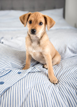 Adorable Puppy Relaxing on Human Bed