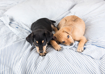Two Adorable Young Puppies Playing on Blanket Together