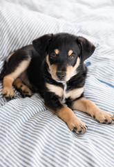 Adorable Young Puppy Playing on Blanket