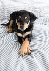 Adorable Young Puppy Playing on Blanket