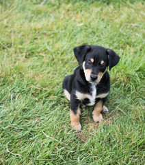 Adorable Young Puppy Playing on Blanket
