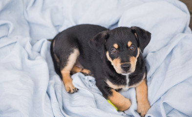 Adorable Young Puppy Playing on Blanket