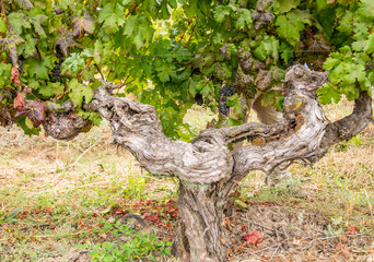 Ancient Carignan Vine - Maule Valley, Chile