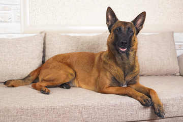 Serious adult Belgian Shepherd dog Malinois lying indoors on a couch with pillows