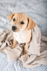 Obraz premium Young Puppy on Striped Blanket