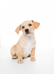 Light Sand Colored Puppy on White Background